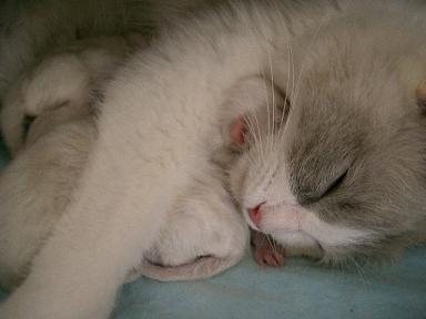 2008.12.13koneko 048.jpg