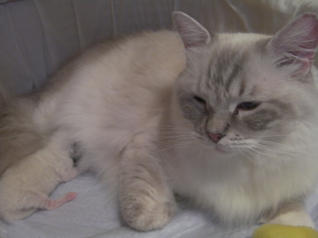 2010.07.03meifer.l 001.jpg