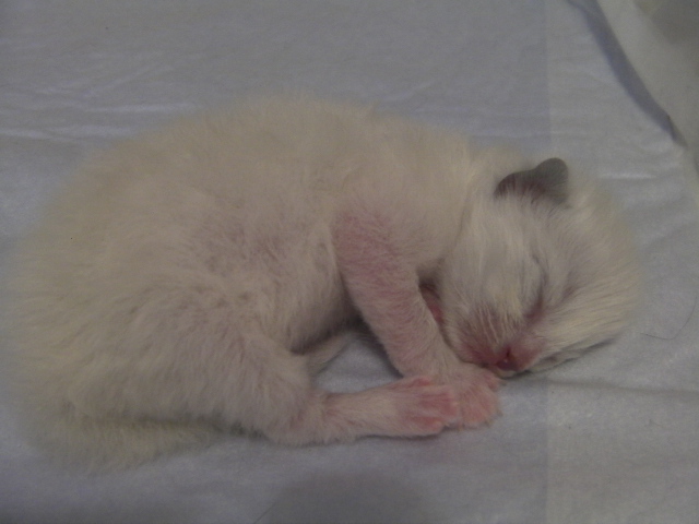 2010.07.03meifer.l 002.jpg