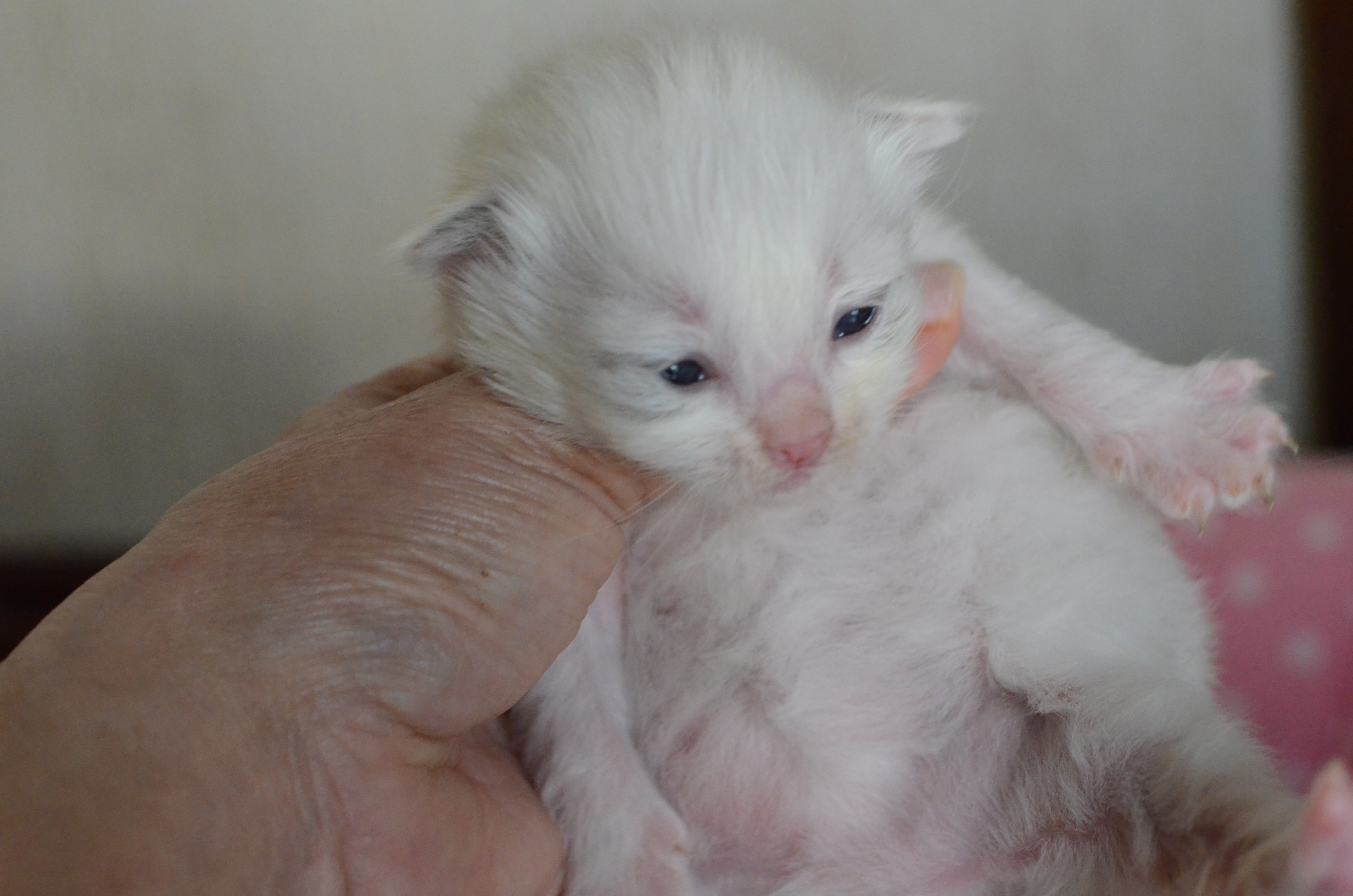 ラグドールのニャンともな毎日 5月産れ子猫たち